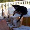 Rufo
