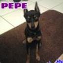 Pepe