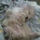 Oddie
