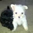 Afrodita y peluche