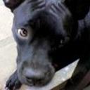 Negra