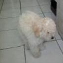Romeo