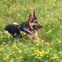 Syra