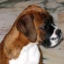Hector
