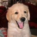 Danko diaz abett de la torre