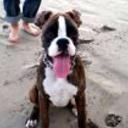 Iago