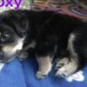 Roxy