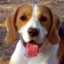 Cooper