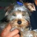 Rabito