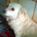 Chispa