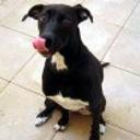 Blacky