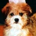 Bisbi