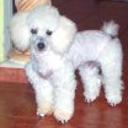 Snoppy