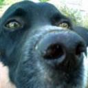 Roquito