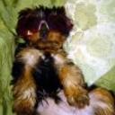 Coky