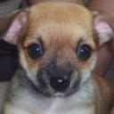 Tiko