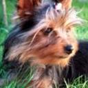 Brina