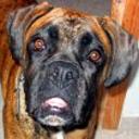 Tayra