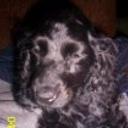 Homero