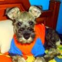 Moises