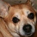 Chusky