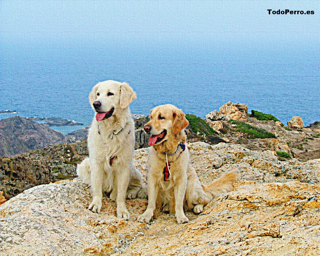 Fondos de perros: Kim y sam 1280x1024