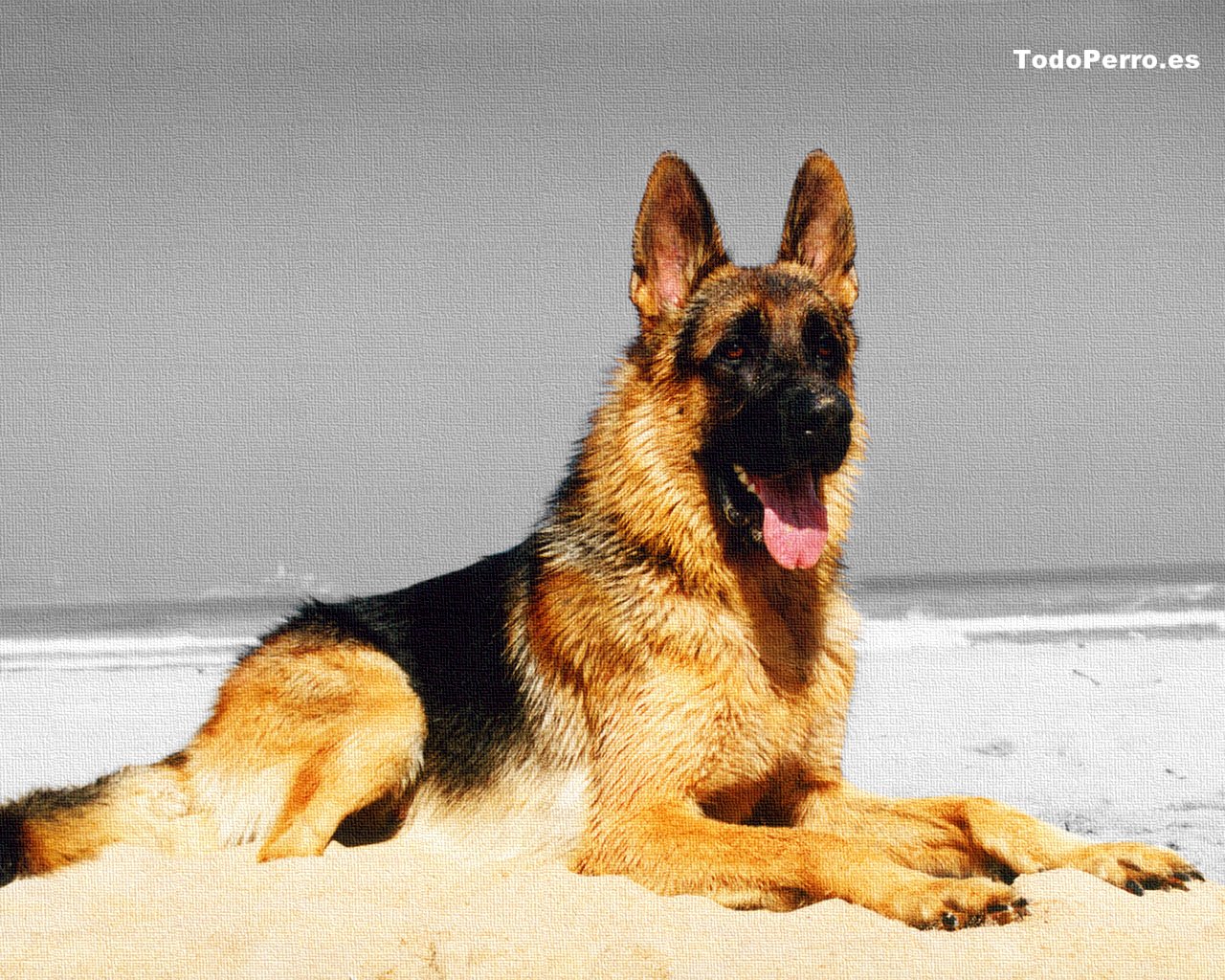 Wallpaper del perro Kandahar 1280x1024