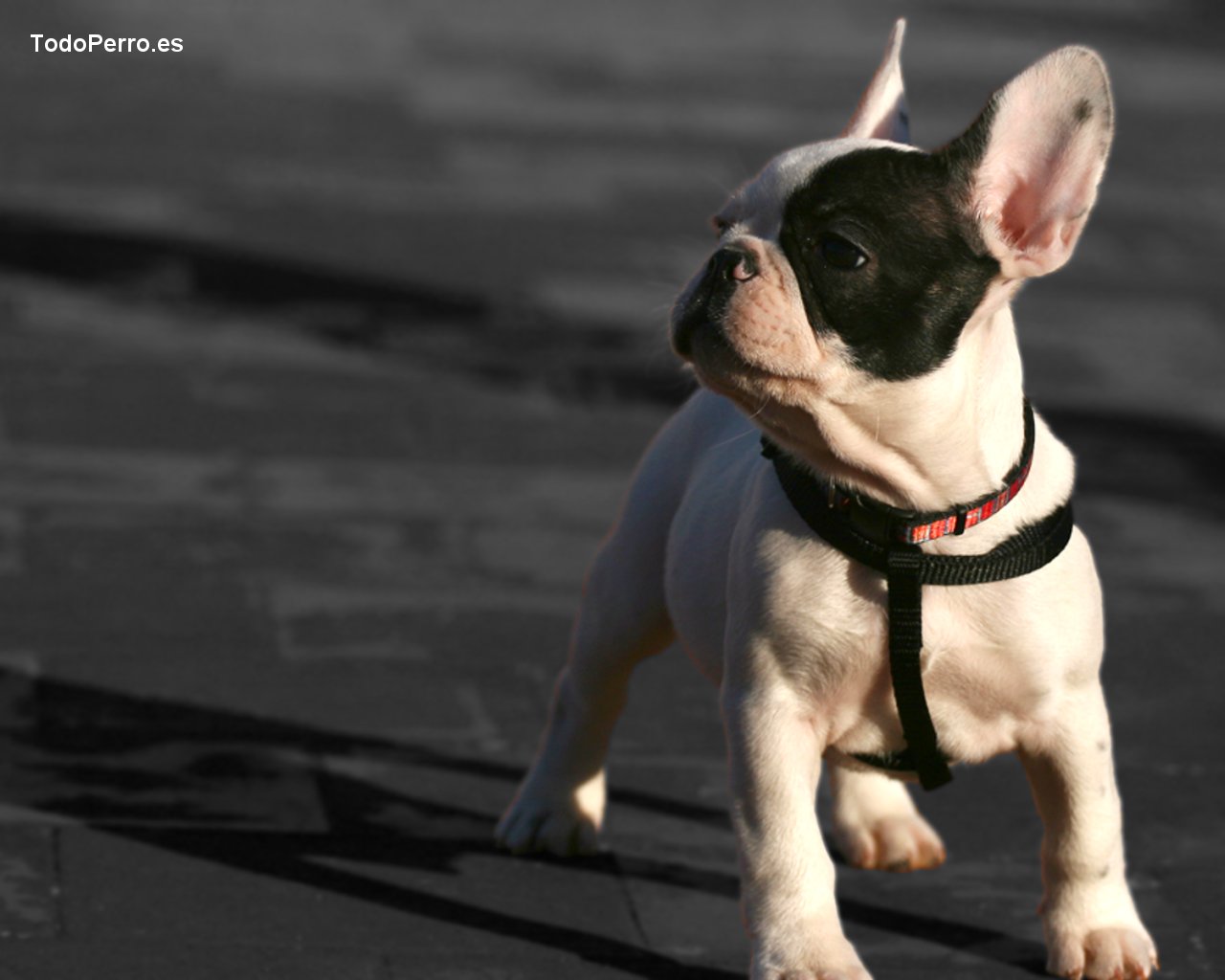 Wallpapers de perros: Kina 1280x1024