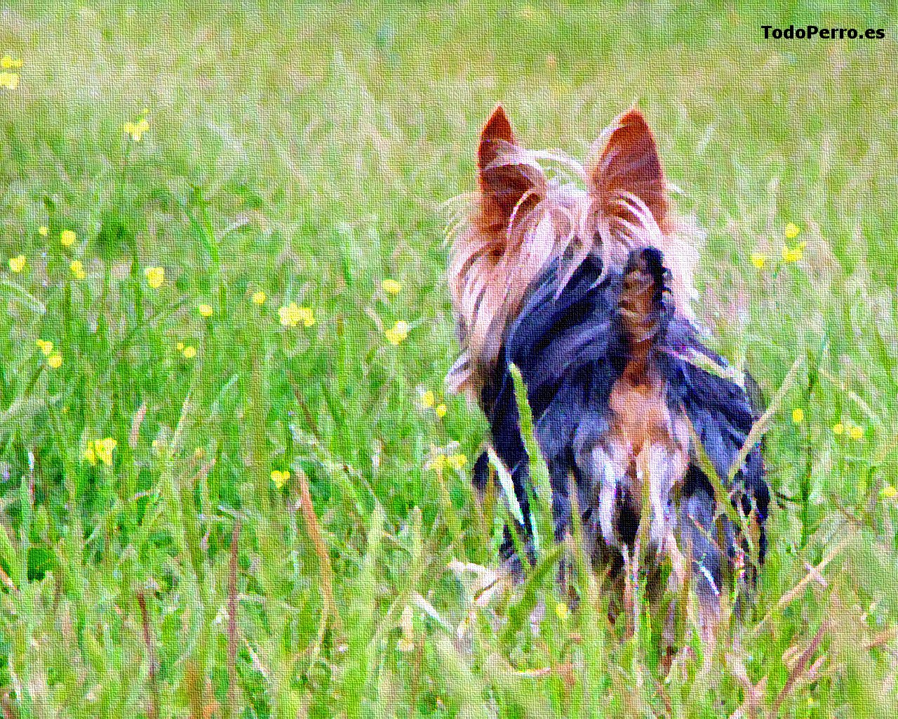 Fondo de pantalla del perro Nemo 1280x1024