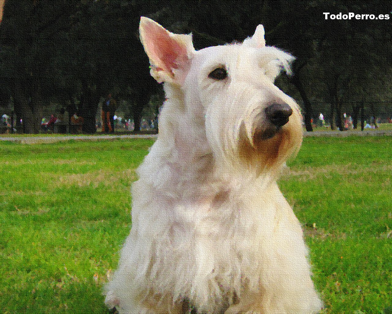 Fondo de pantalla del perro Cayetana 1280x1024