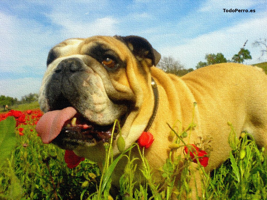 Fondo de pantalla del perro Gaston 1024x768