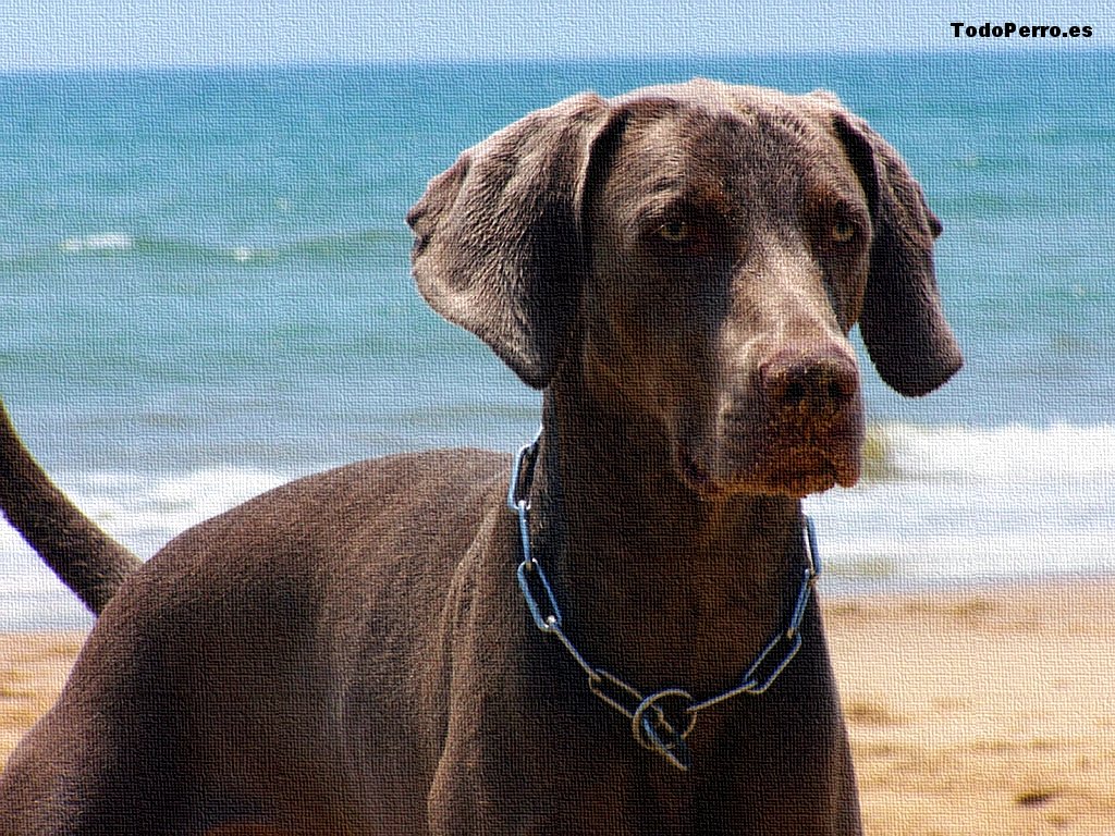 Fondos de perros: Ron 1024x768