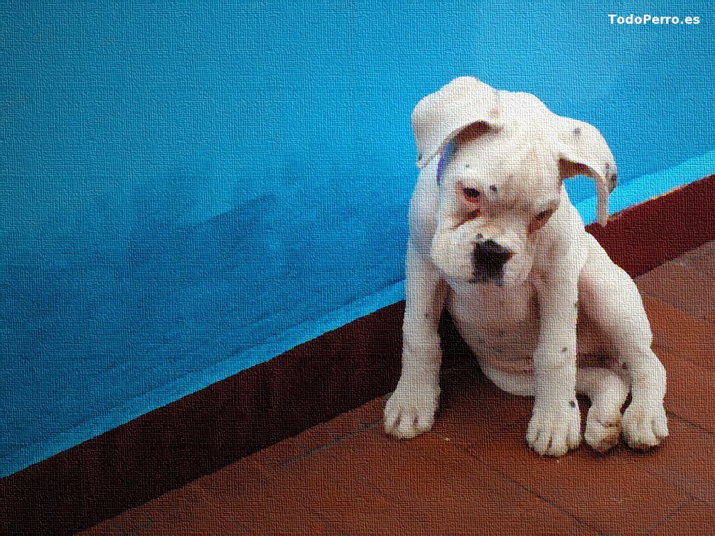 Fondos de perros: Nena 1024x768