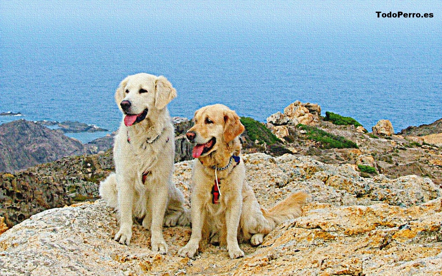 Fondos de perros: Kim y sam 1440x900