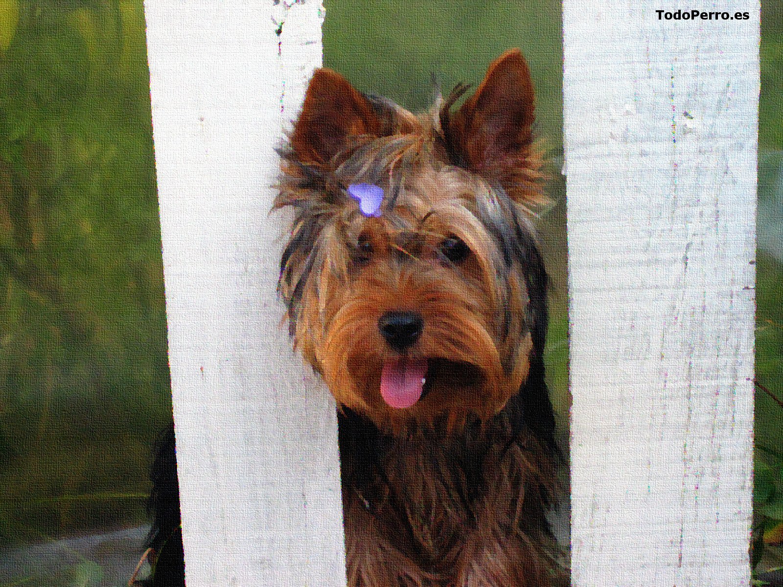 Un fondo del perro Llauta mafalda 1600x1200