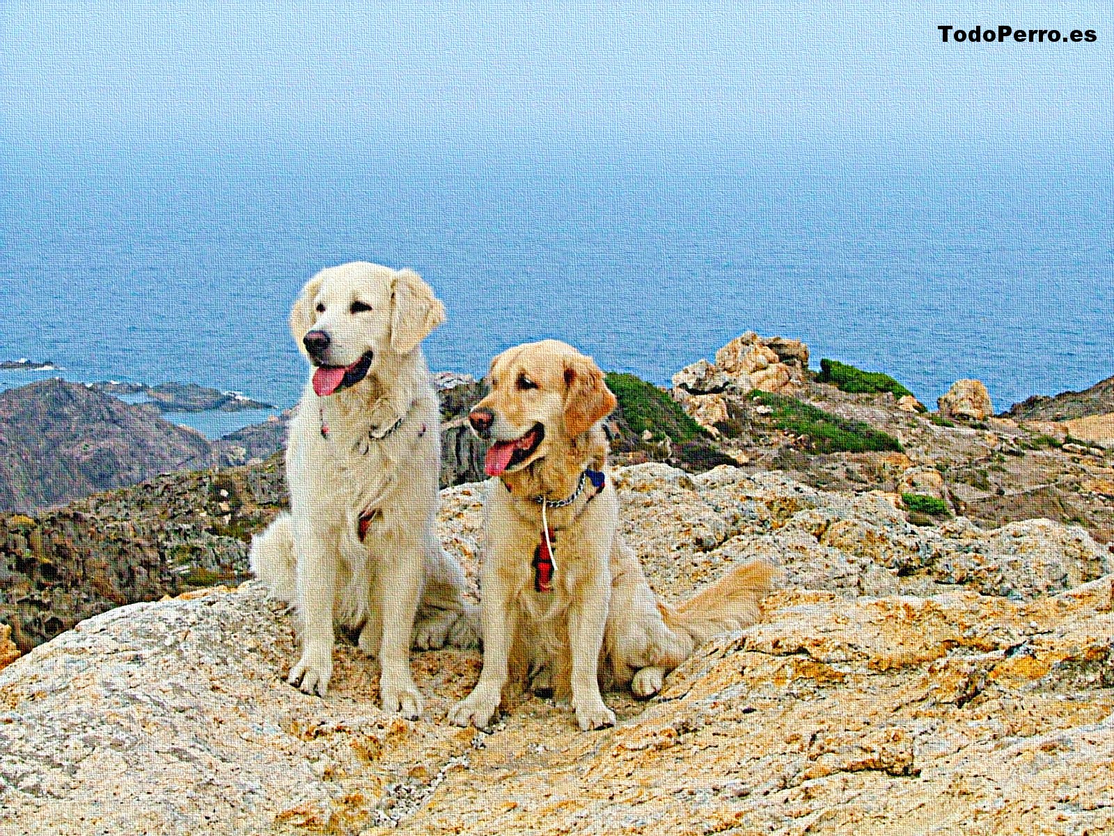 Fondos de perros: Kim y sam 1600x1200