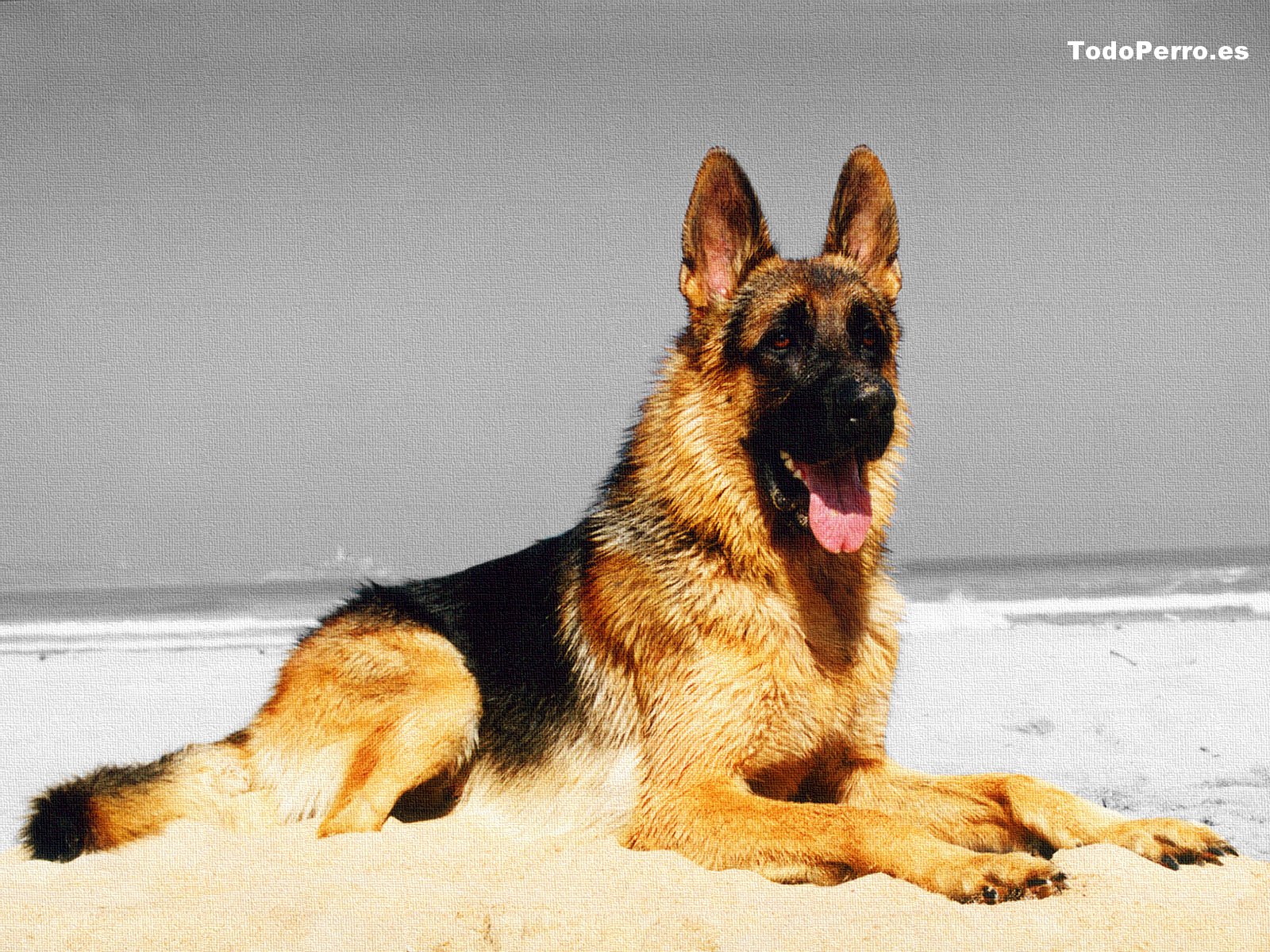 Wallpaper del perro Kandahar 1600x1200