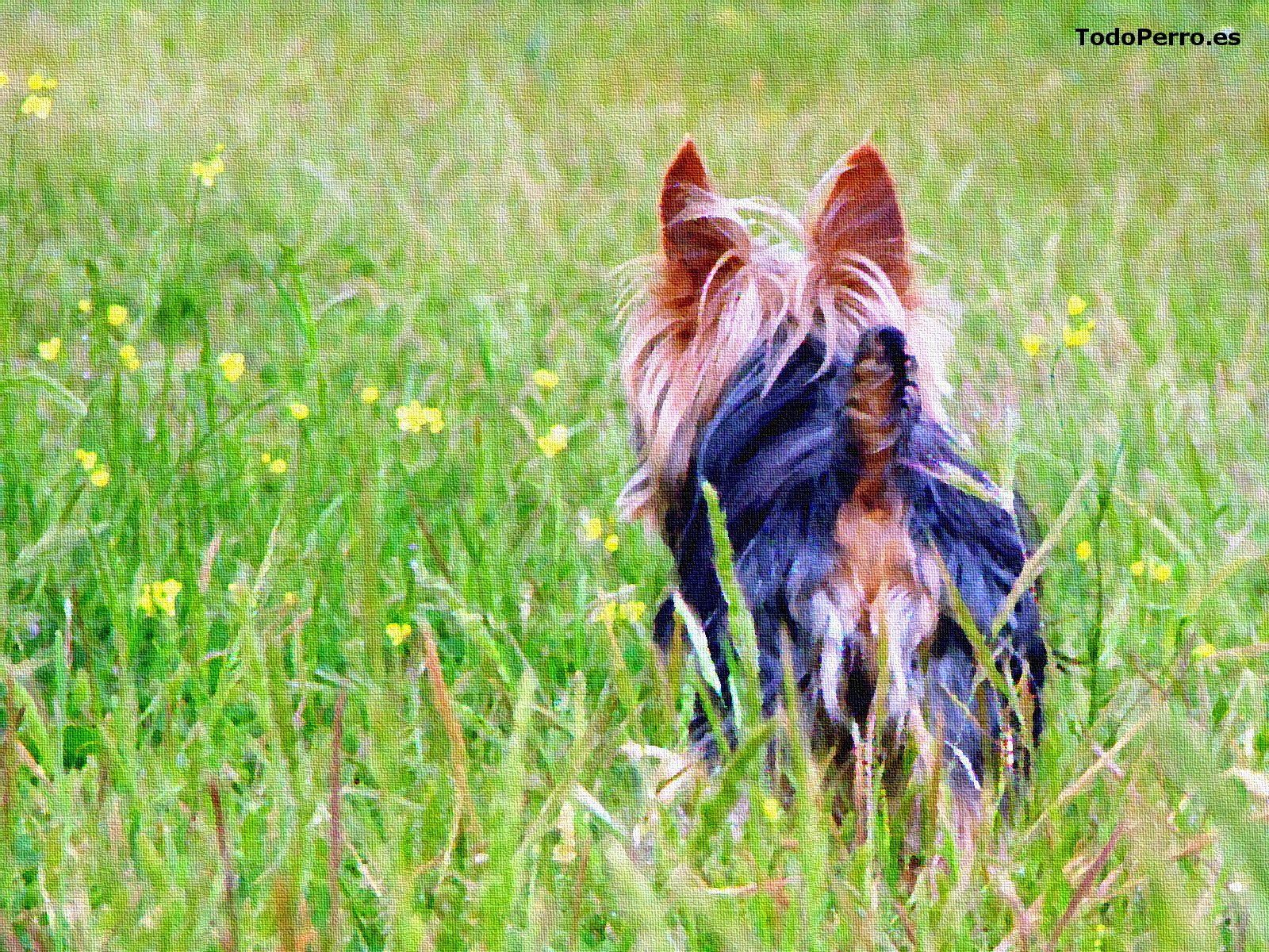 Fondo de pantalla del perro Nemo 1600x1200