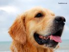 wallpaper de un perro Golden Retriever