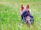 wallpaper de un perro Yorkshire Terrier