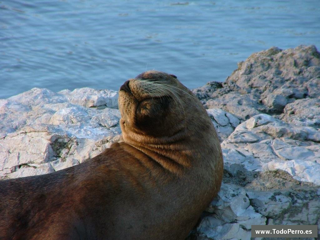 El descanso de la foca