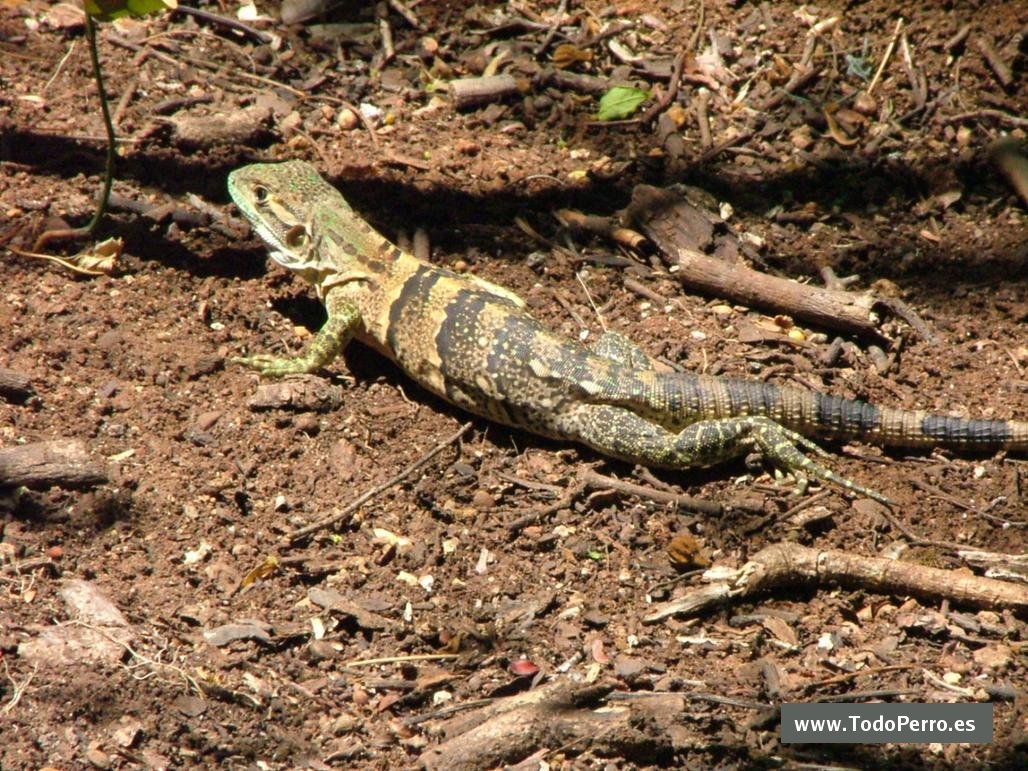 Iguana