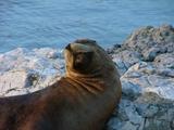 Una Foca descansando.