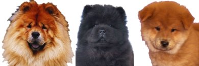 Chow Chow