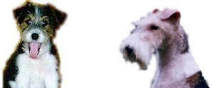 Fox Terrier