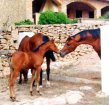 Finca con caballos