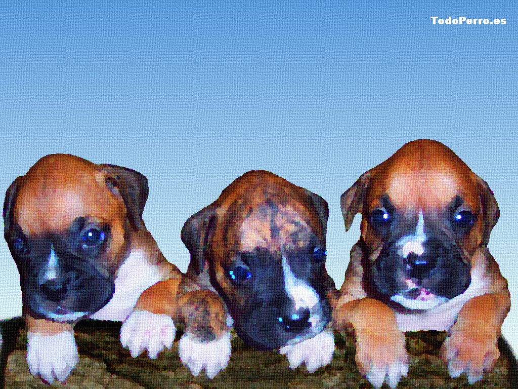 Cachorros de Boxer