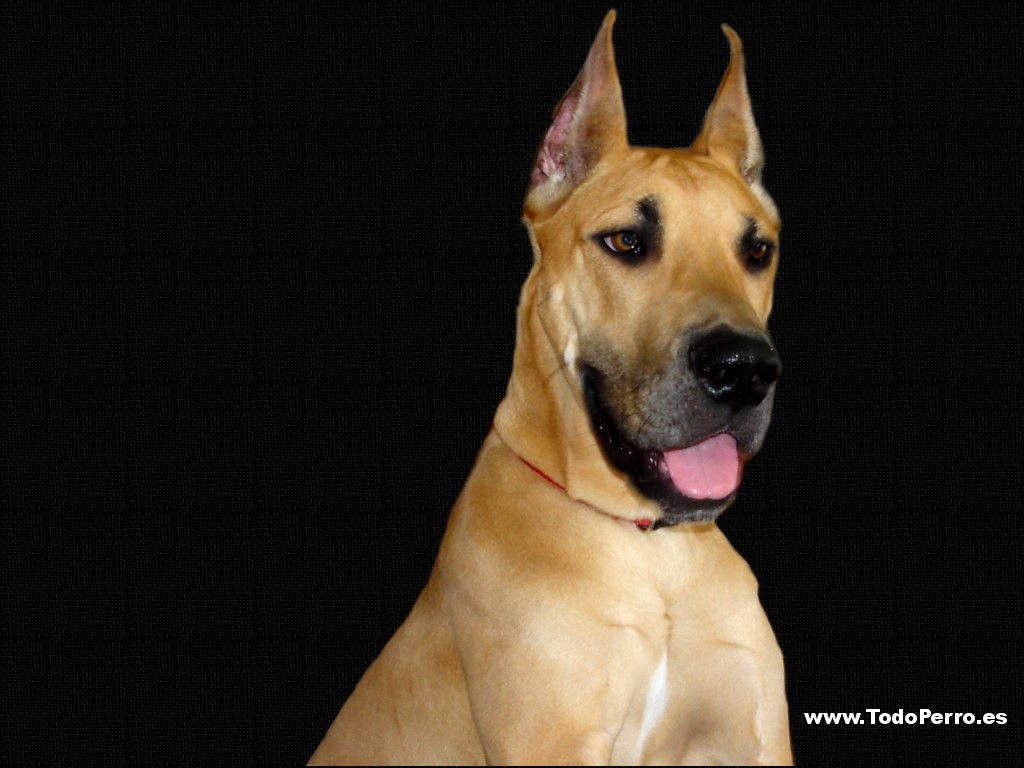 Dogo Alemán