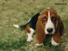 Basset Hound