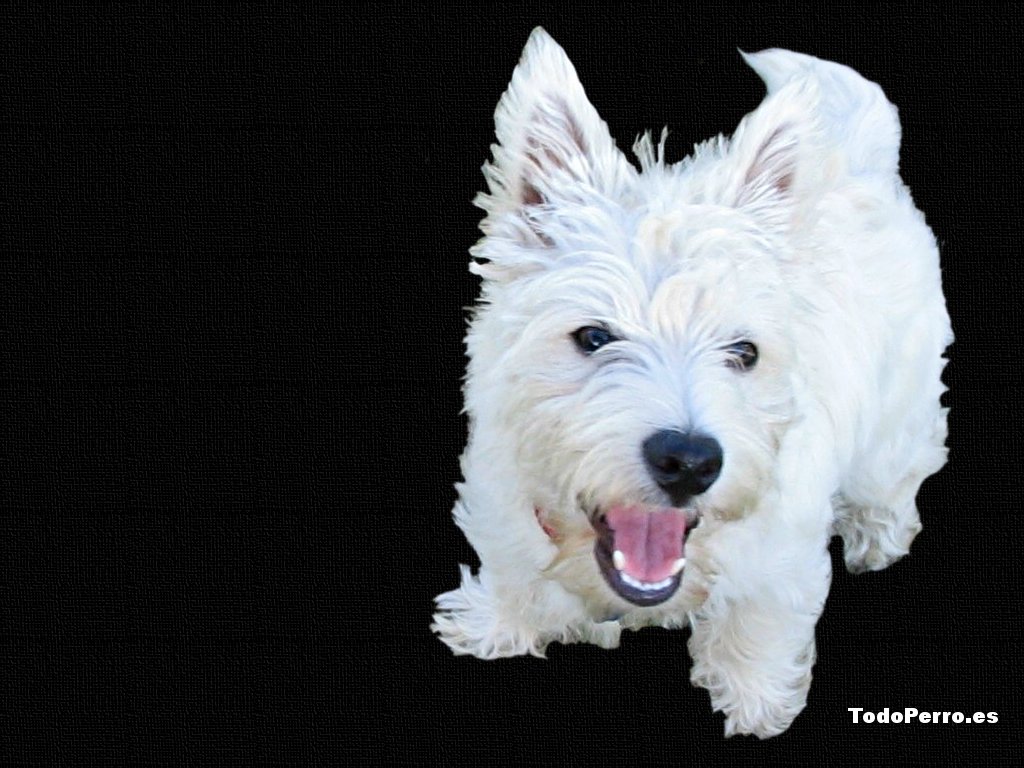 West Highland Terrier